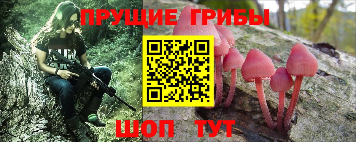Галлюциногенные грибы Psilocybine cubensis Карпинск